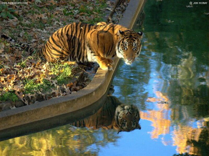 Tiger at Water's Edge — Orange