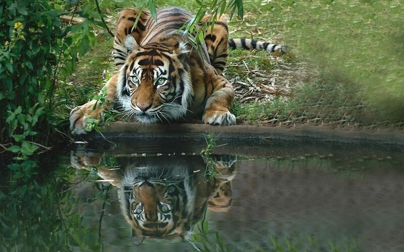 Tiger at Water's Edge