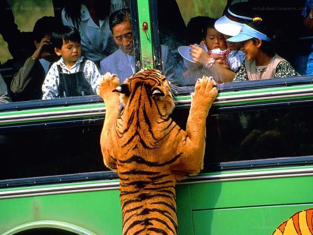 Tiger at zoo with visitors