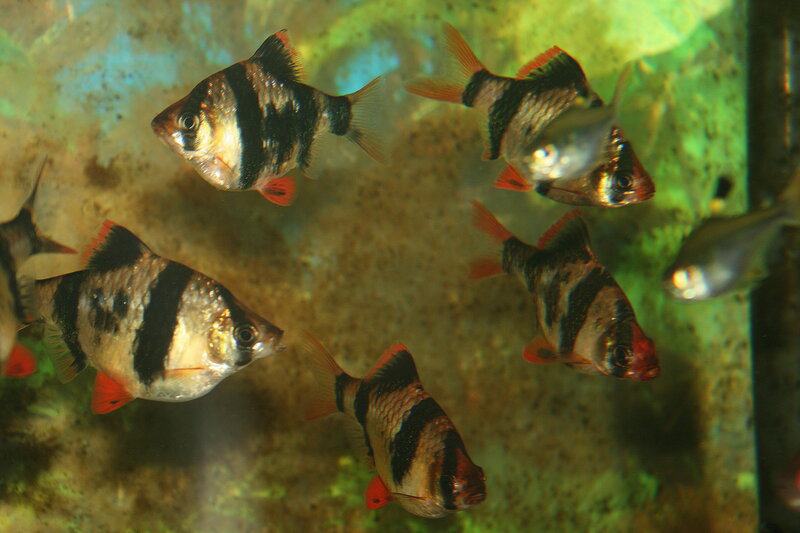 Tiger Barb Fish