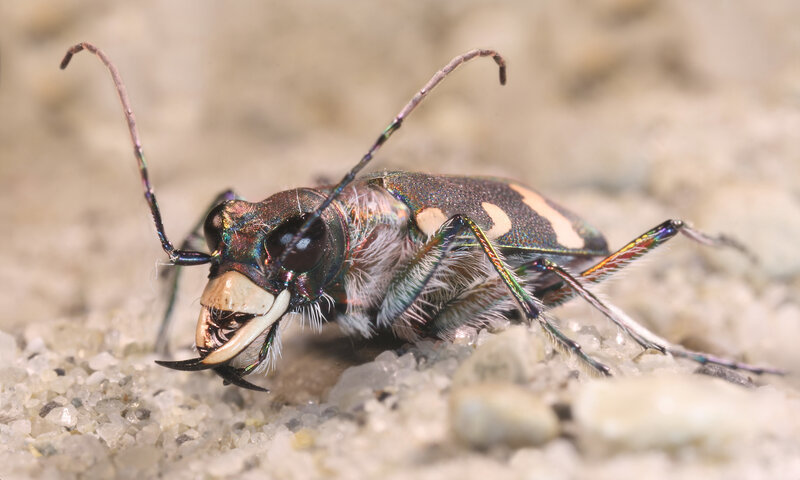 Tiger Beetle on Sand