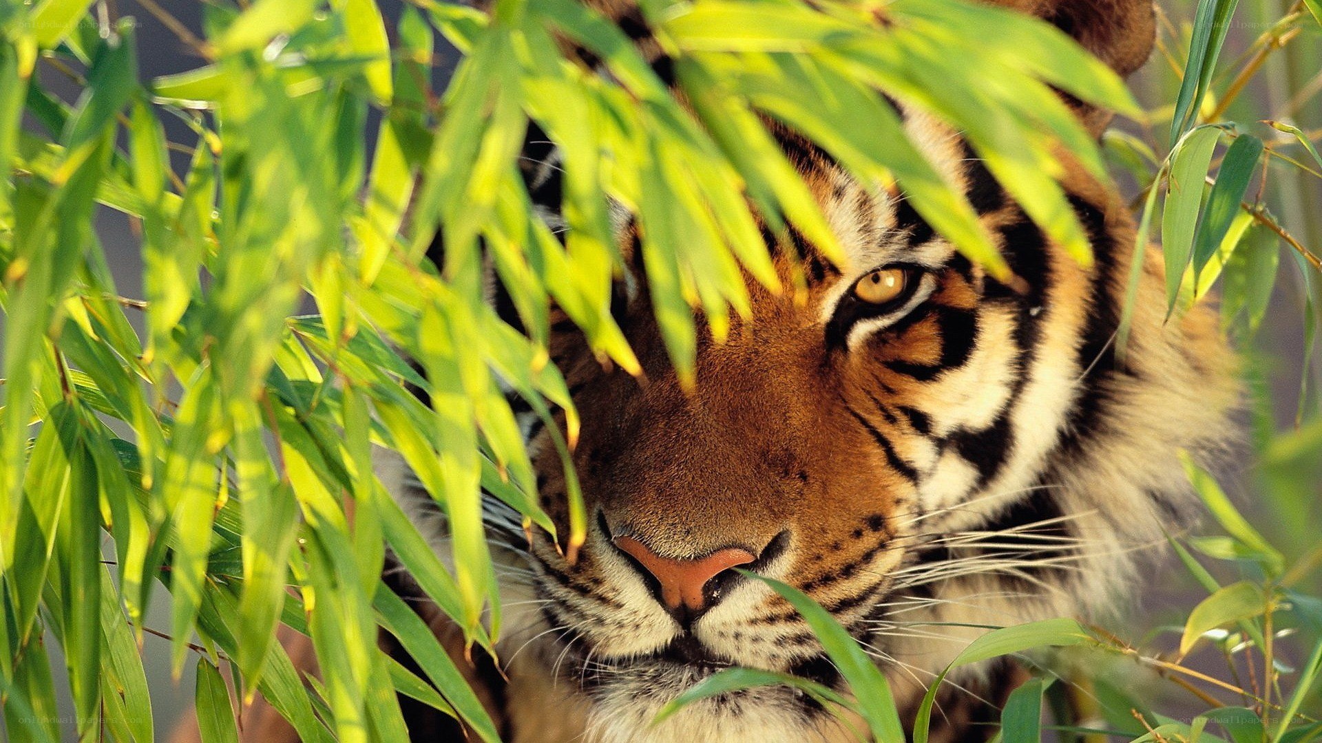 tiger behind bamboo leaves