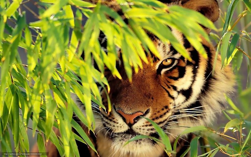 Tiger Behind Bamboo Leaves — Green, Alert, Afternoon