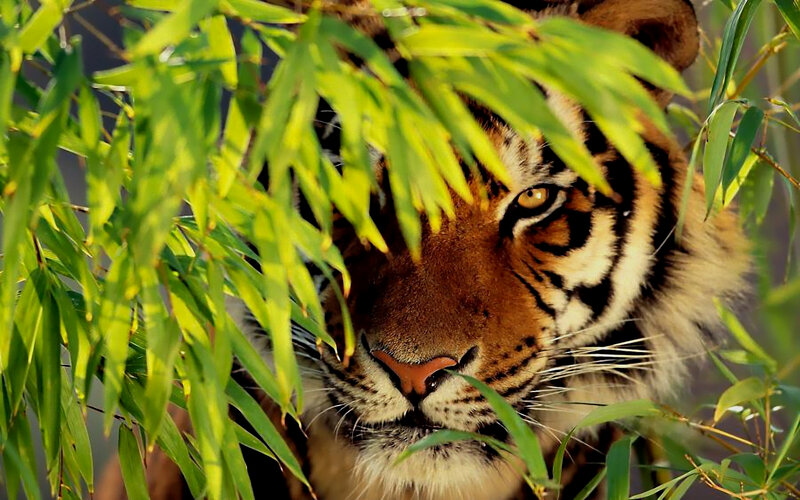 Tiger Behind Bamboo Leaves — Green, Alert