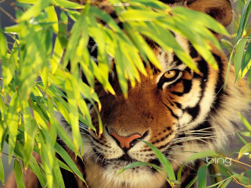 Tiger Behind Bamboo Leaves — Green, Calm