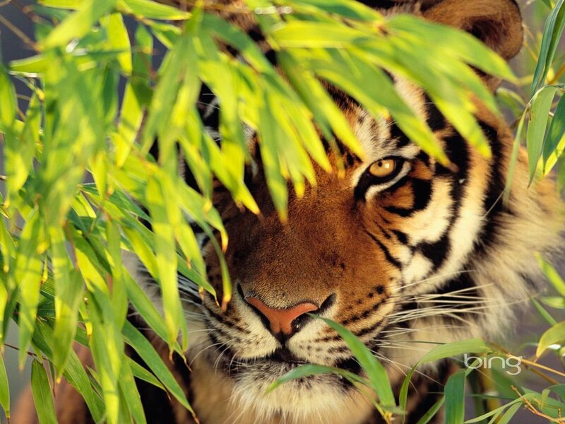 Tiger Behind Bamboo Leaves — Green