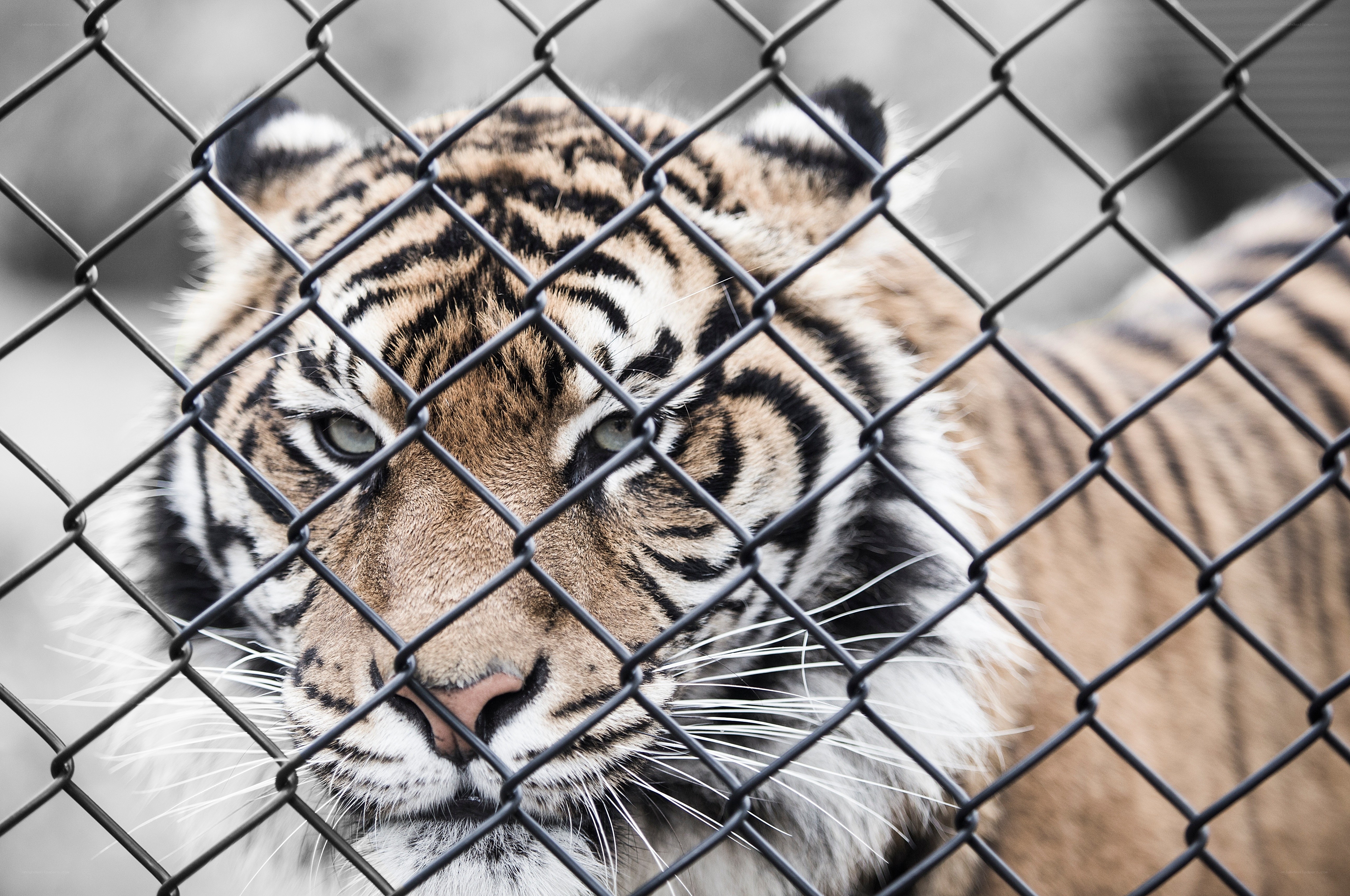 tiger behind chain-link fence