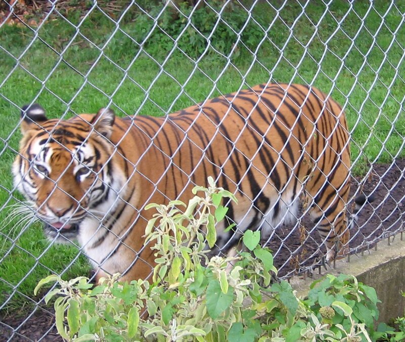 Tiger Behind Fence — Orange