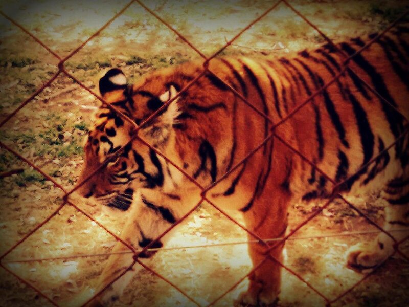 Tiger Behind Fence