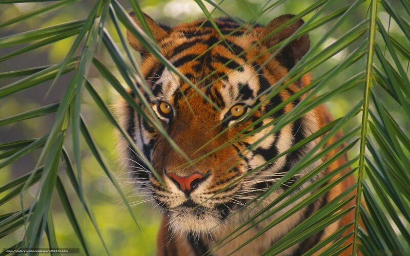 Tiger Behind Leaves — Green