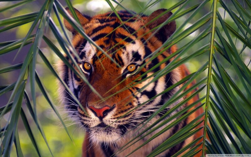 Tiger Behind Leaves — Orange, Intense