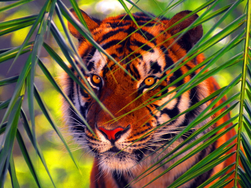 Tiger Behind Leaves — Orange