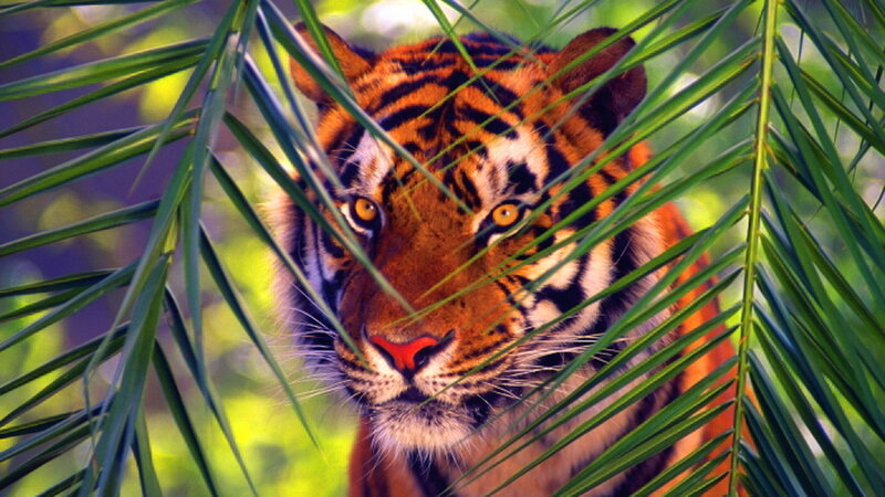 Tiger Behind Leaves