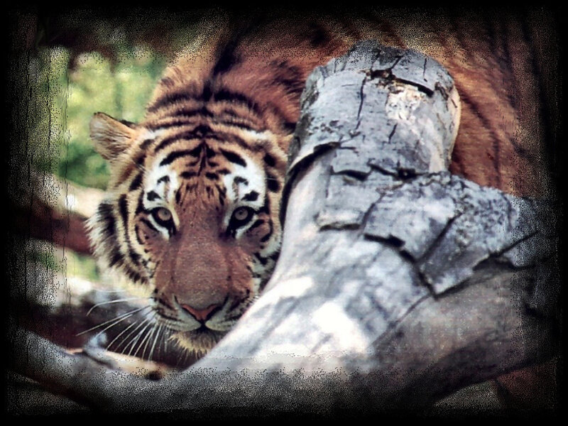 Tiger Behind Log