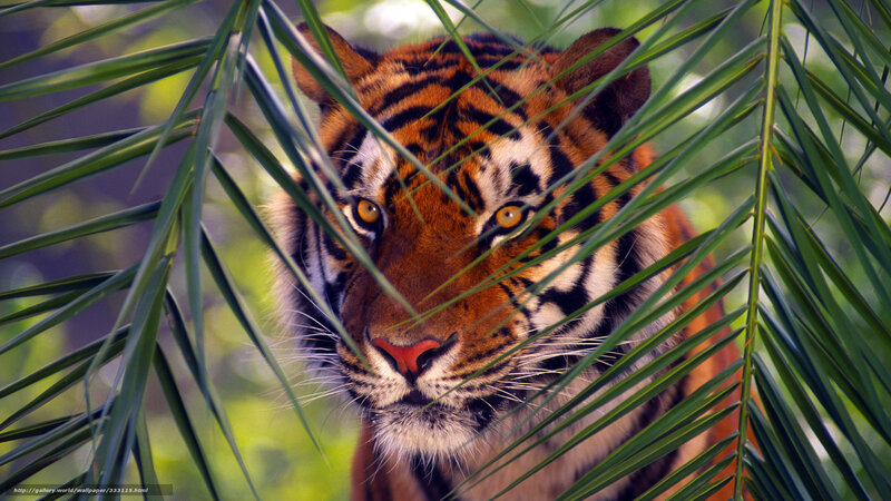 Tiger Behind Palm Leaves — Green, Intense