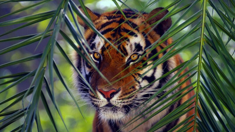 Tiger Behind Palm Leaves — Green