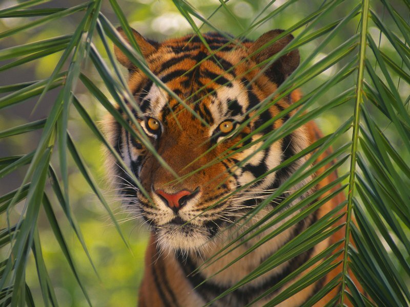 Tiger Behind Palm Leaves — Orange
