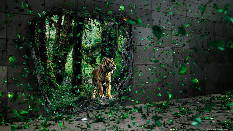 tiger breaking through wall