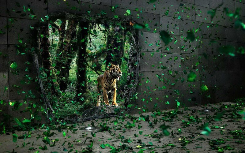 Tiger Breaking Through Wall — Gray