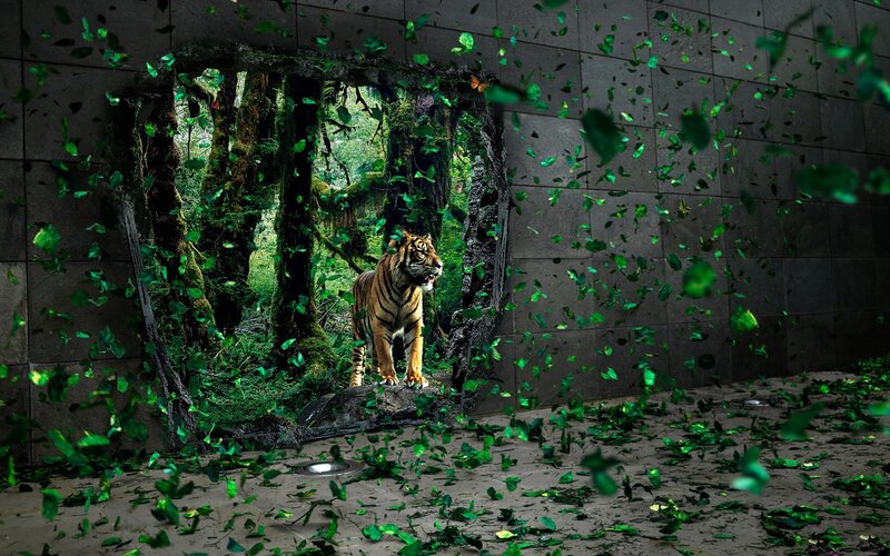 tiger breaks through wall