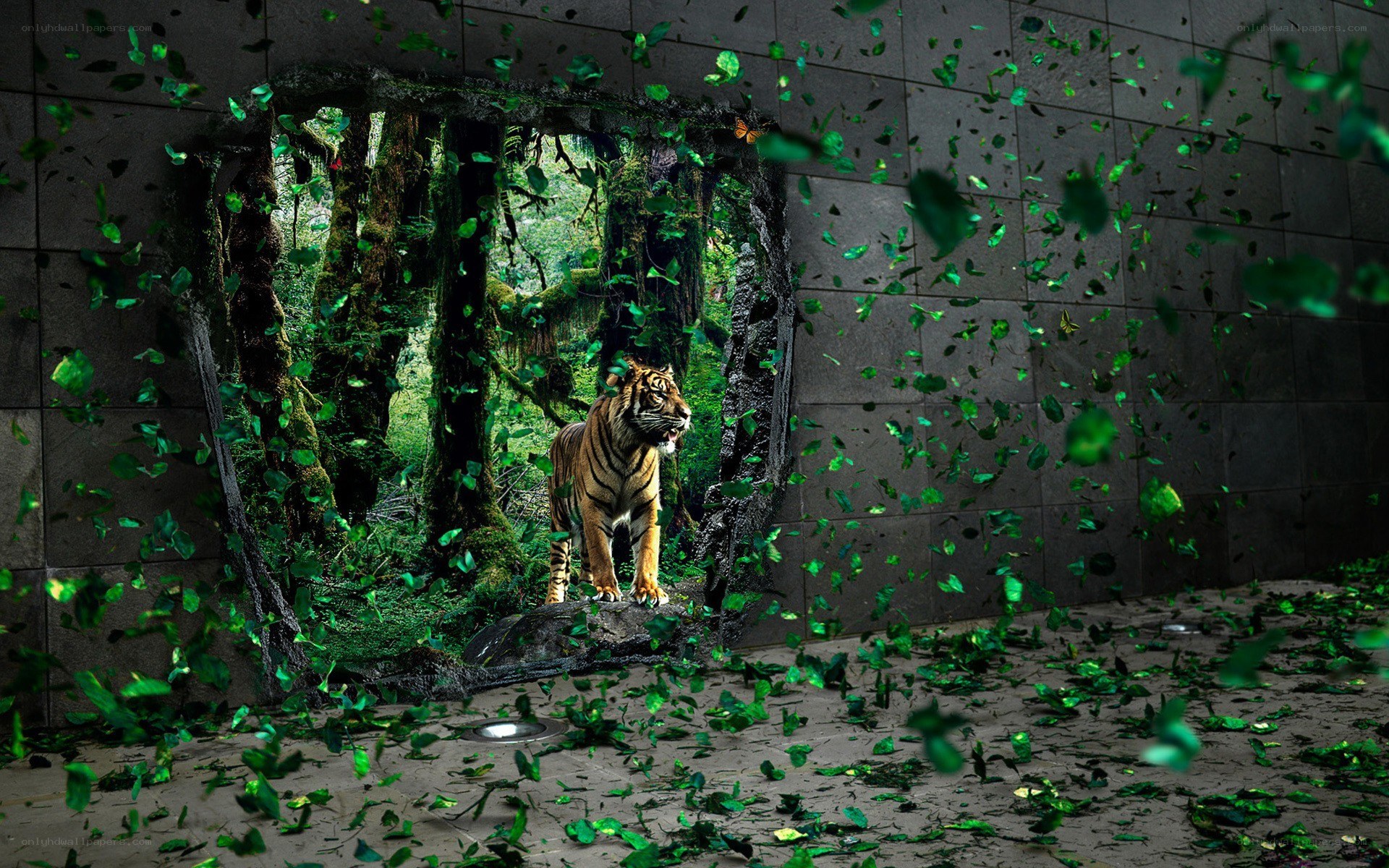 tiger breaks through wall