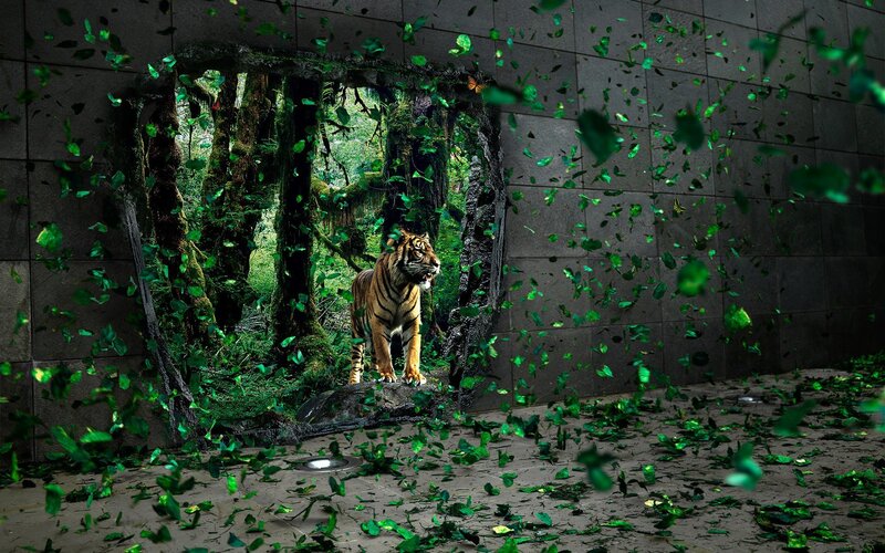 tiger breaks through wall