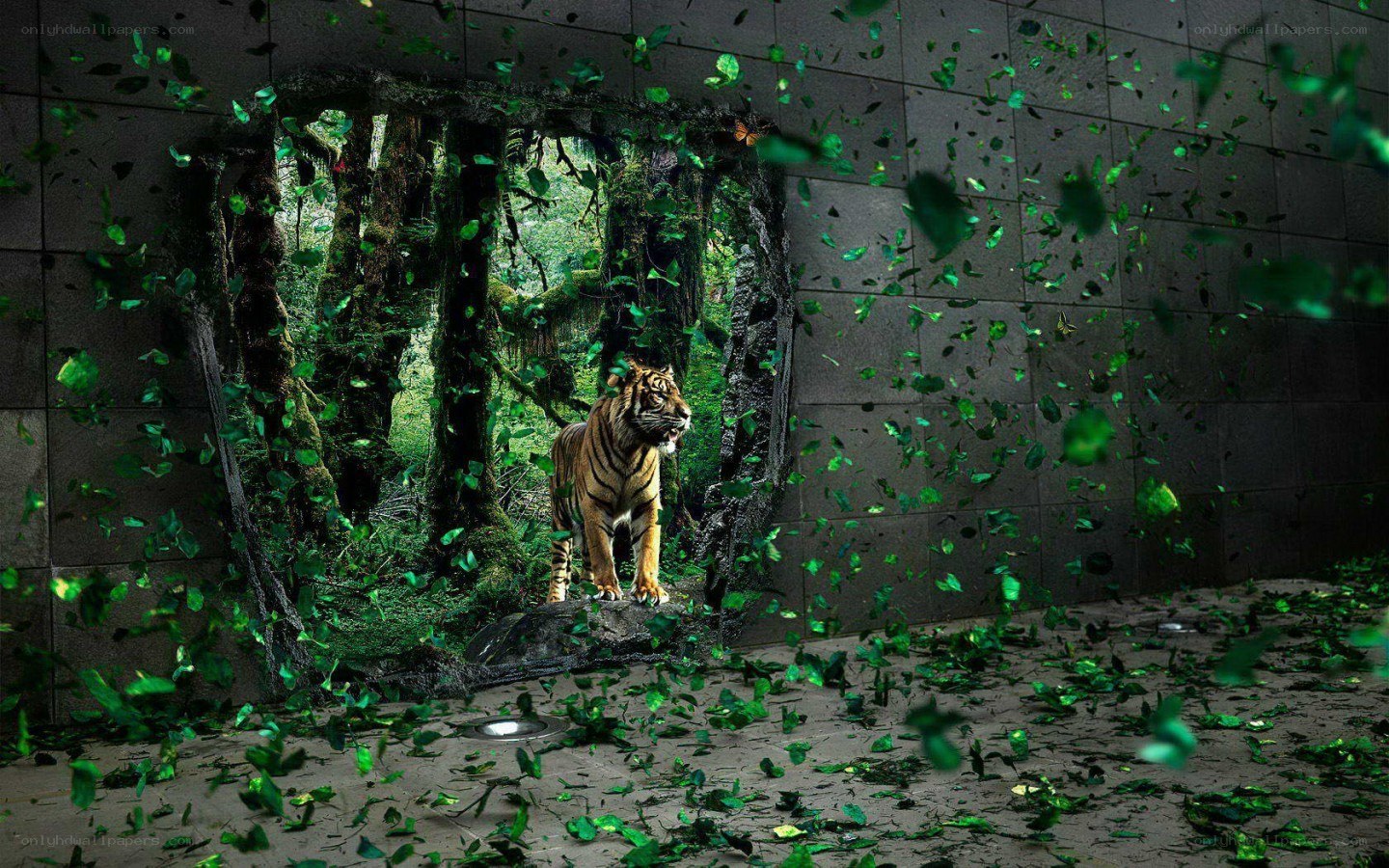 tiger breaks through wall