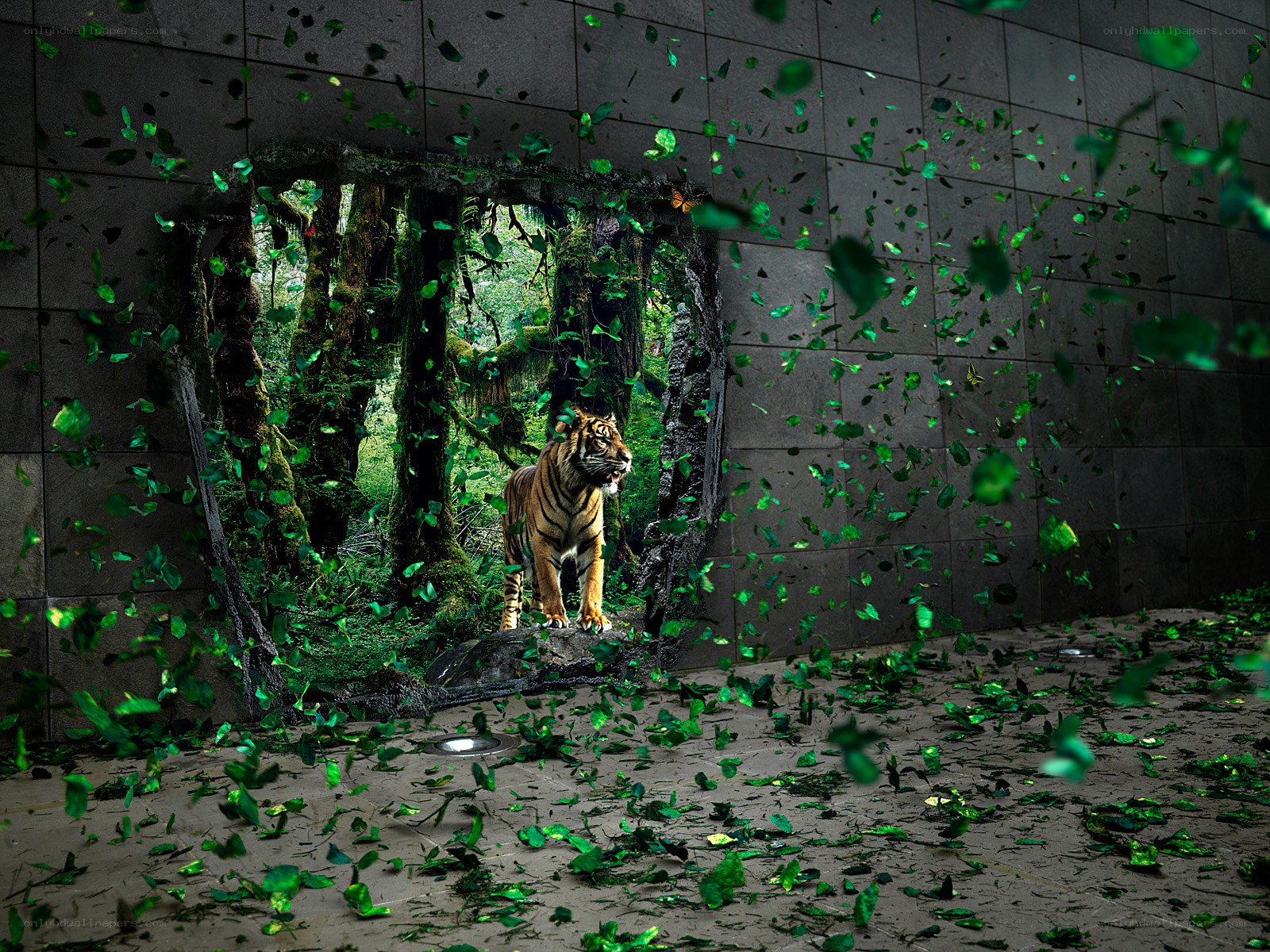 tiger breaks through wall