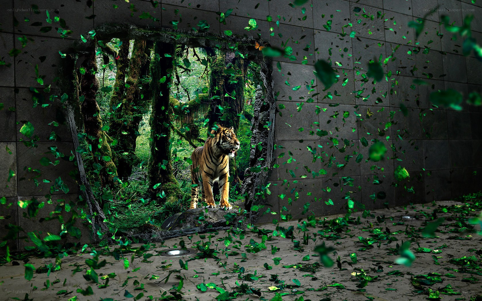 tiger breaks through wall