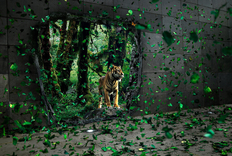 Tiger breaks through wall