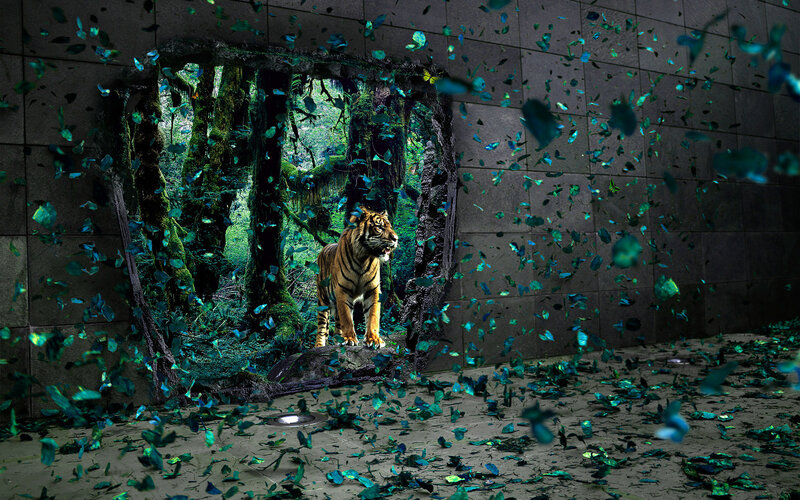 tiger breaks through wall