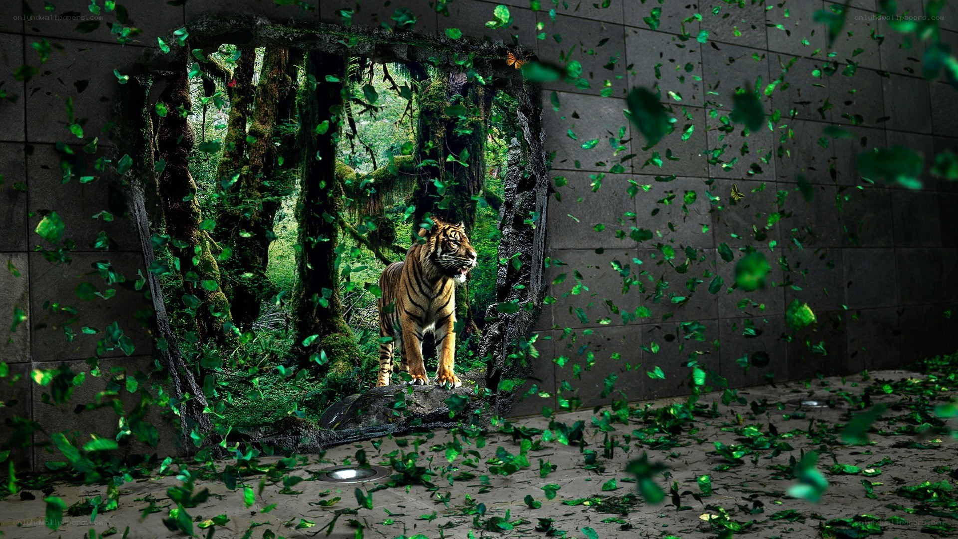 tiger breaks through wall