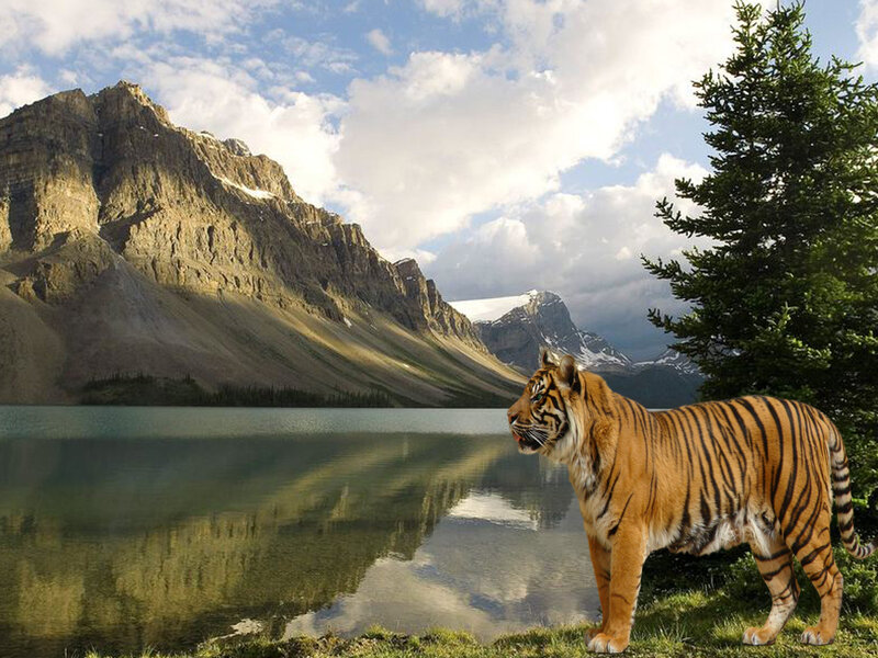 Tiger by a Lake