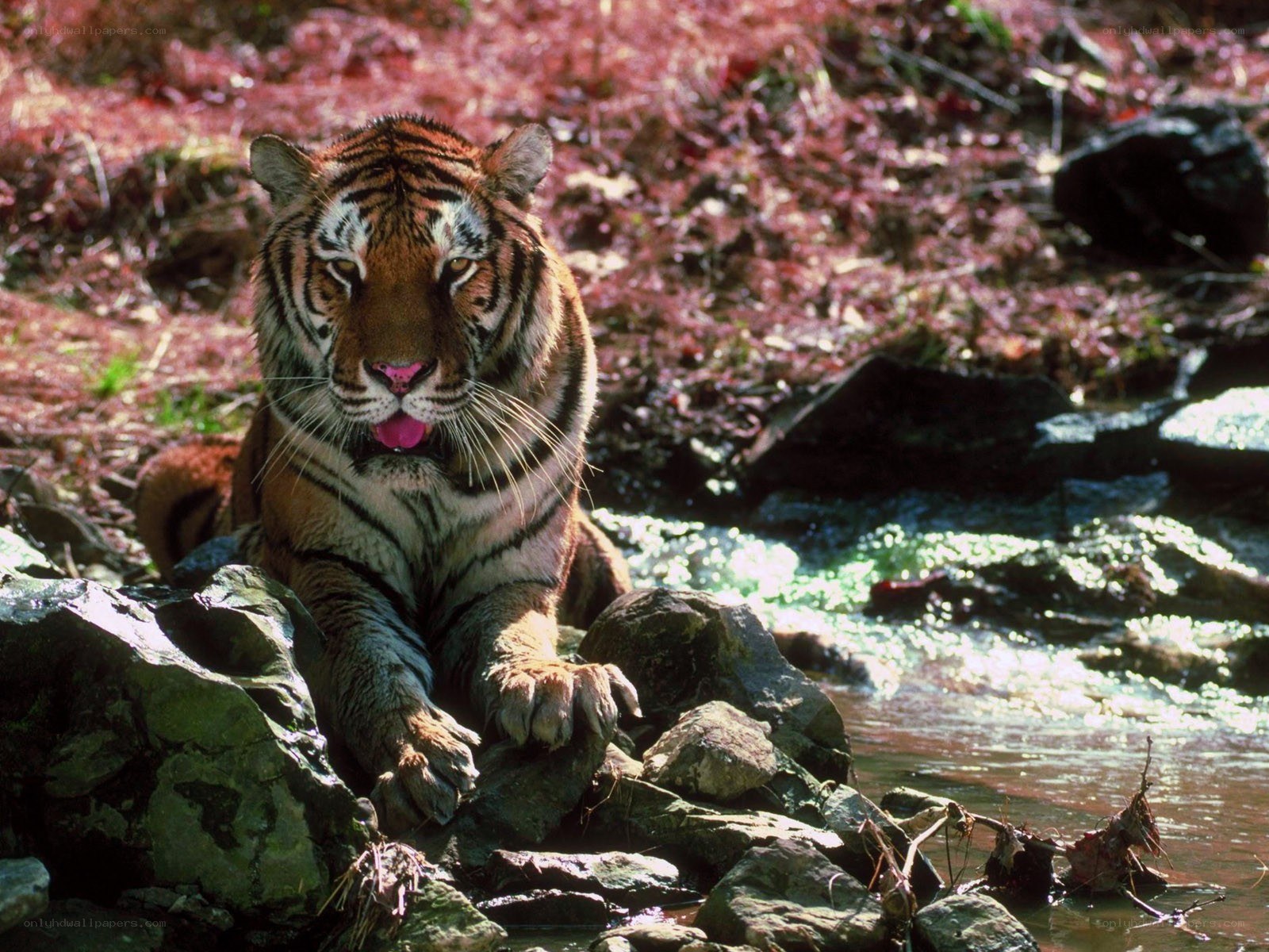 Tiger by a stream