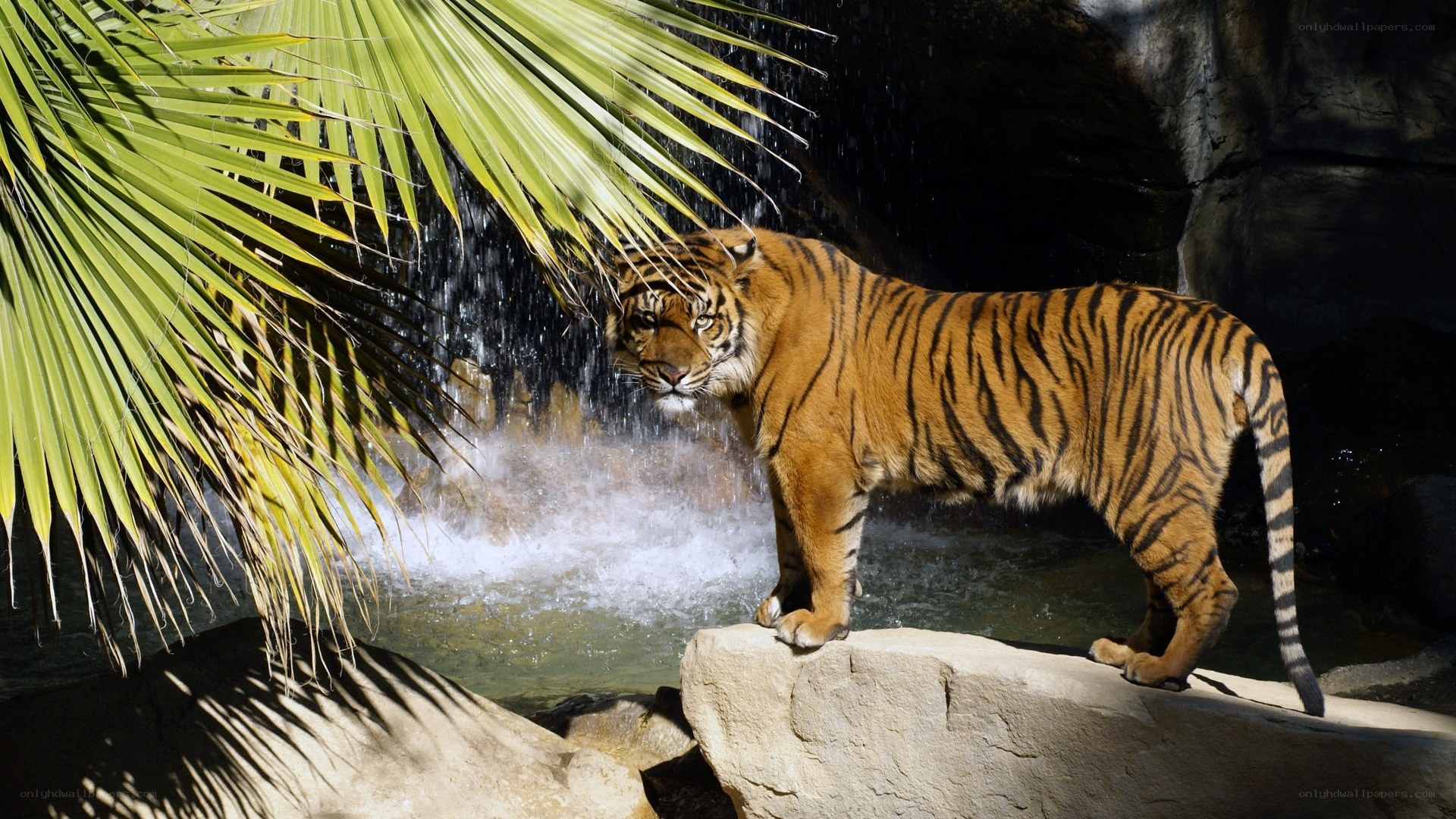 Tiger by a waterfall