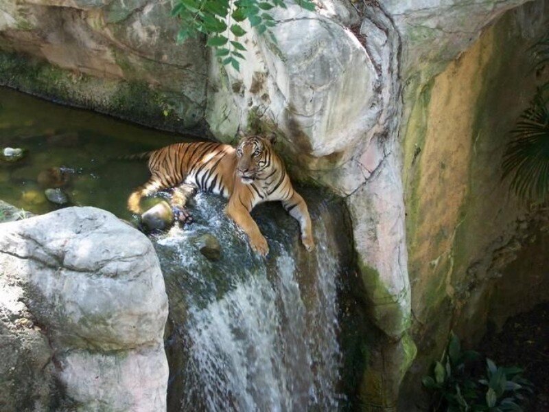 Tiger by a waterfall