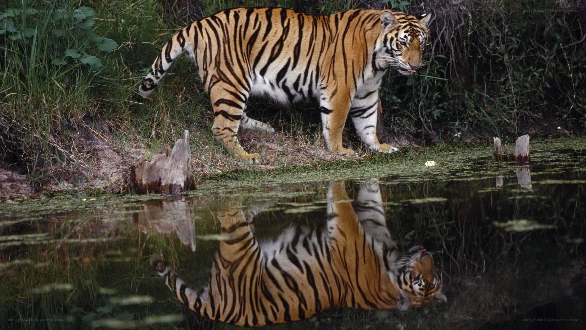 Tiger by the water
