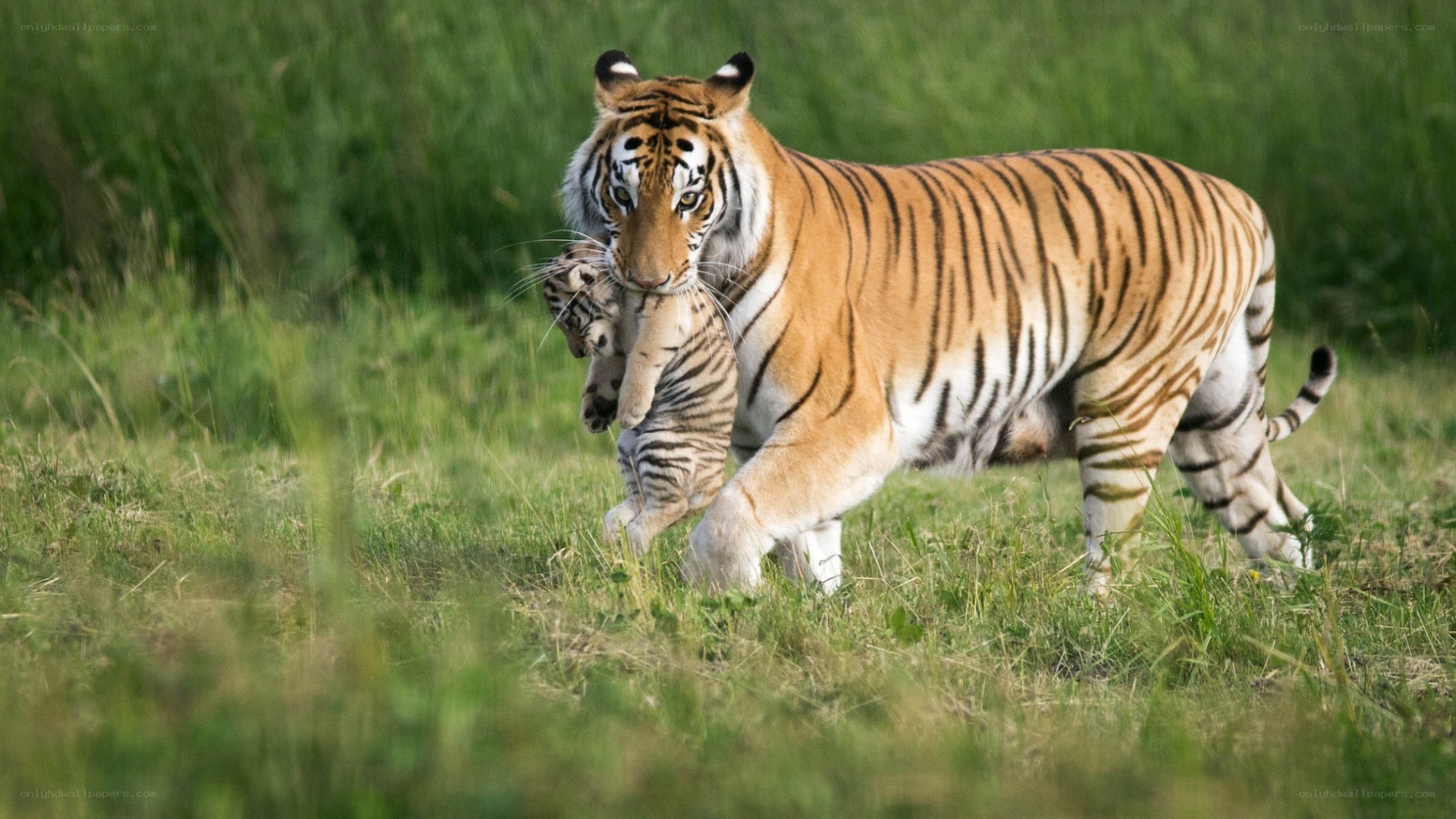 Tiger carrying cub in grass