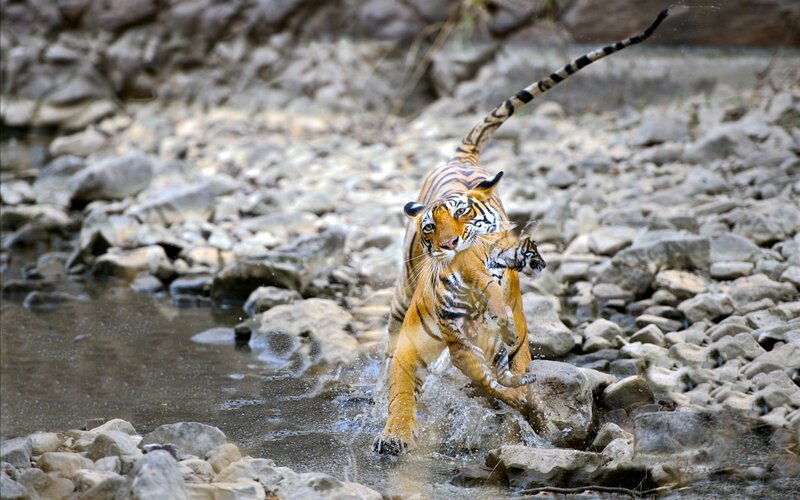Tiger Carrying Cub — Orange, Dynamic