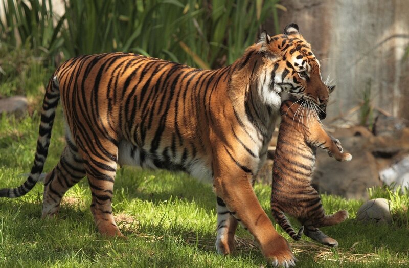 Tiger Carrying Cub — Orange, Natural, Afternoon, Photograph, Grass