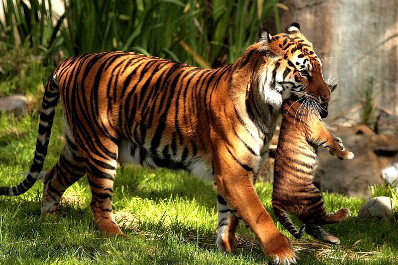 Tiger Carrying Cub — Orange, Natural, Afternoon