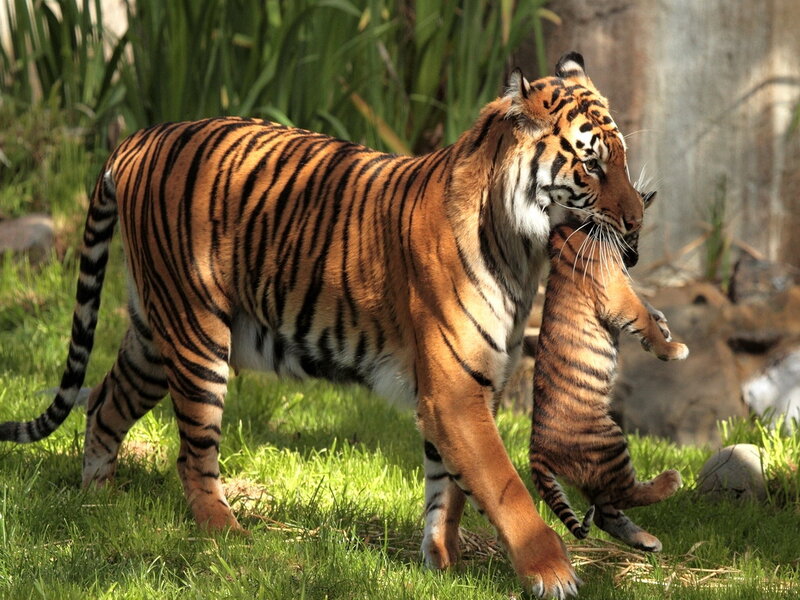 Tiger Carrying Cub — Orange, Natural