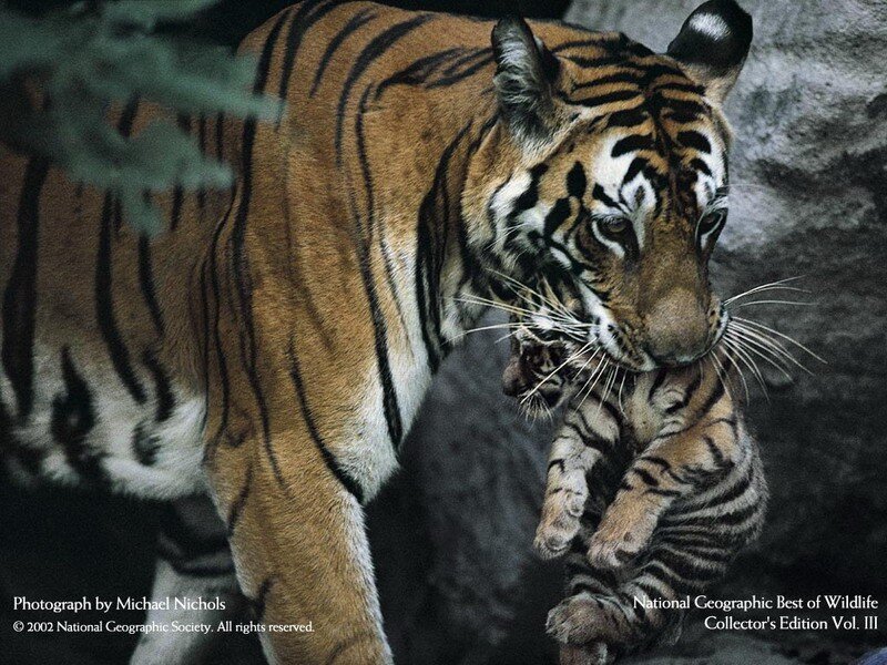 Tiger Carrying Cub — Orange, Protective, Photograph