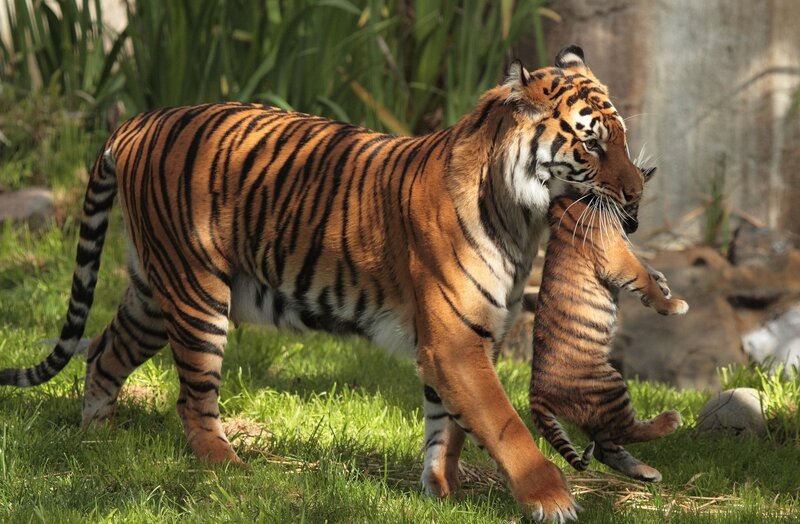 Tiger Carrying Cub — Orange
