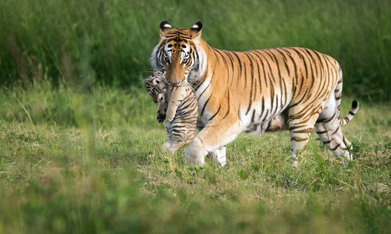 Tiger Carrying Cub