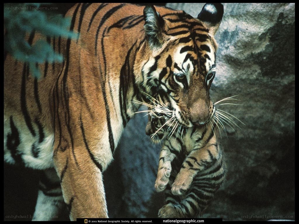 Tiger carrying her cub