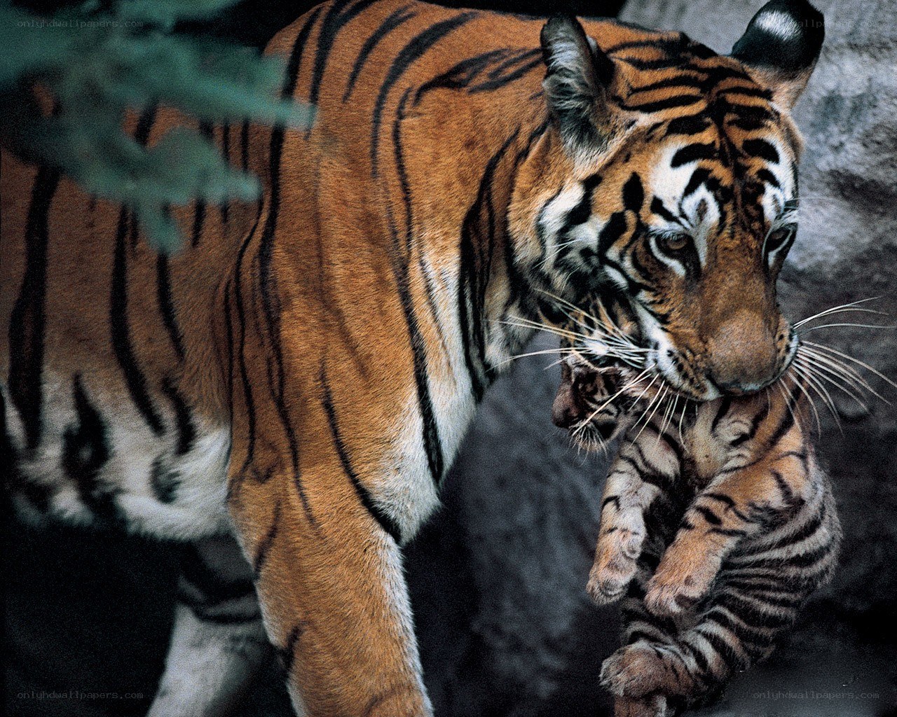 Tiger carrying her cub