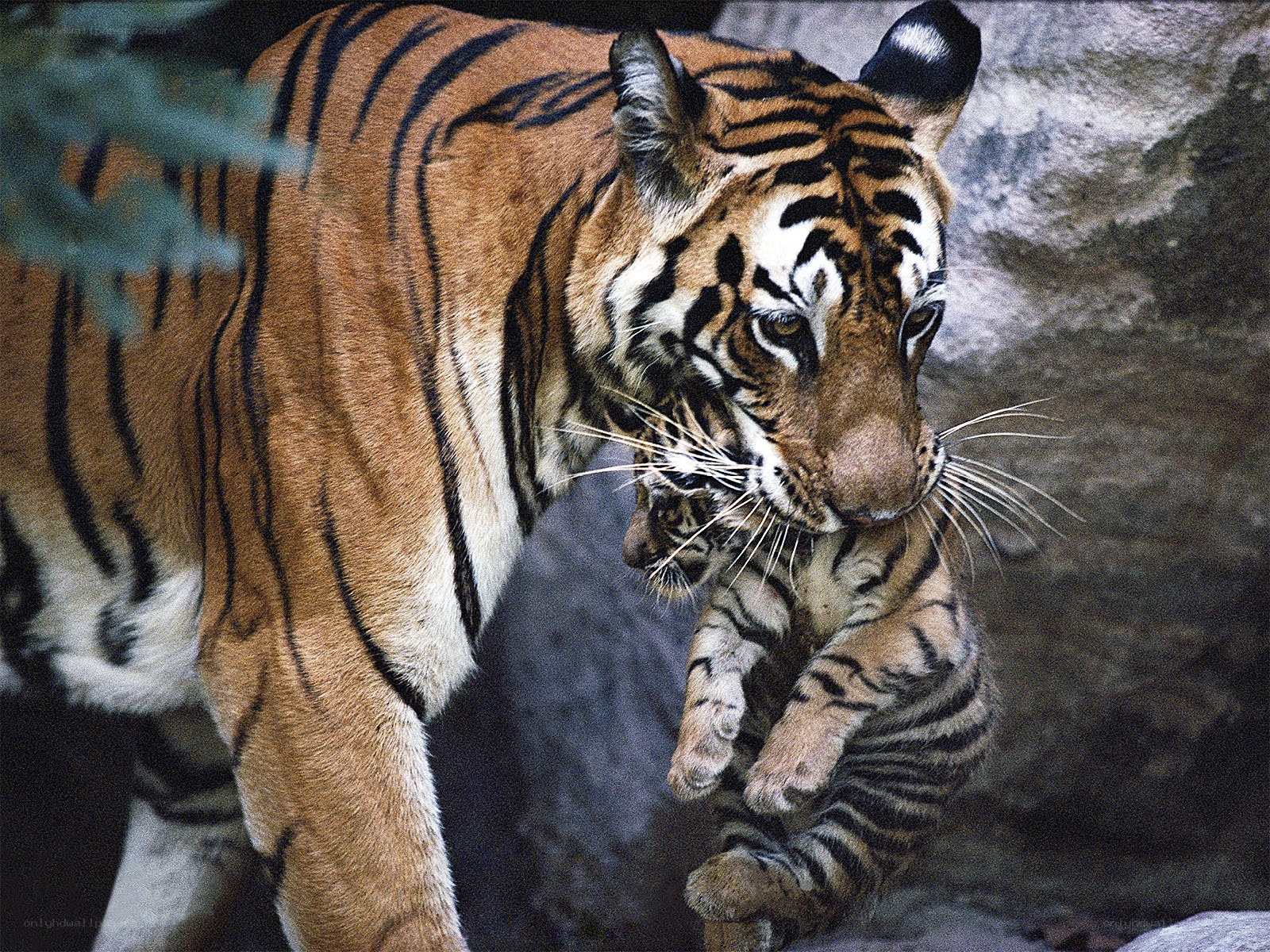 Tiger carrying her cub