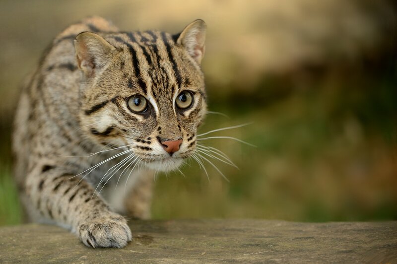 Tiger Cat on Log