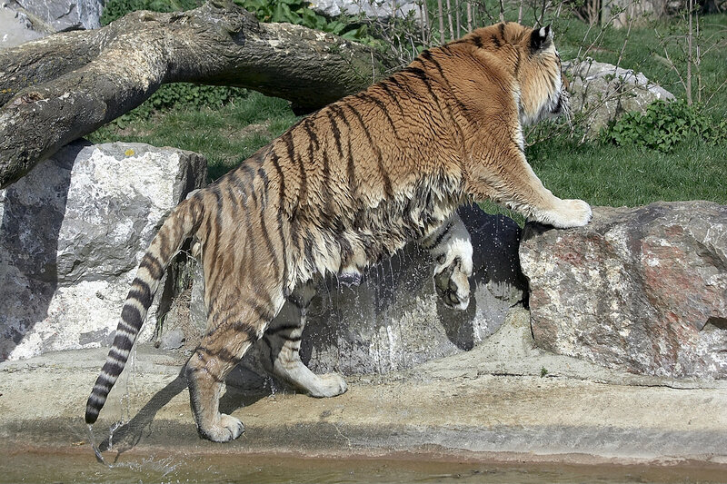 tiger climbing rocks